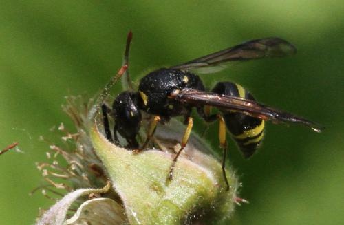 Ancistrocerus trifasciatus trifasciatus